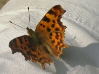 comma   Polygonia c-album  Comma - so called because of the white comma markings on the underside of its hindwings.
