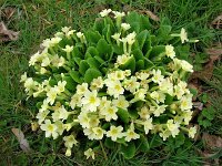 primroses-b   Primula vulgaris  Primroses - the Prima Rosa - the first flower of spring.