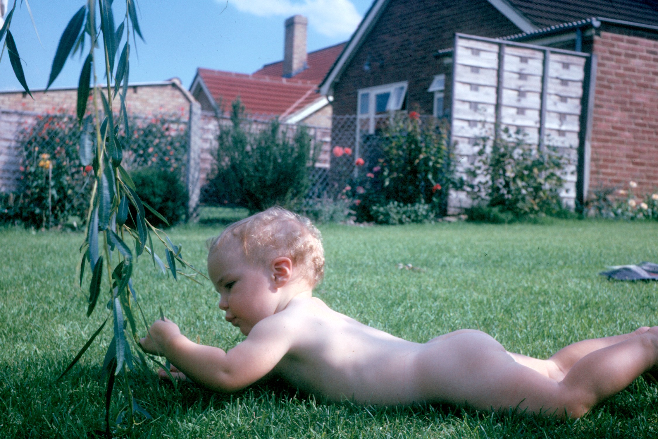 6400813s June 1964 - Simon playing with our willow tree in the garden at Yateley.