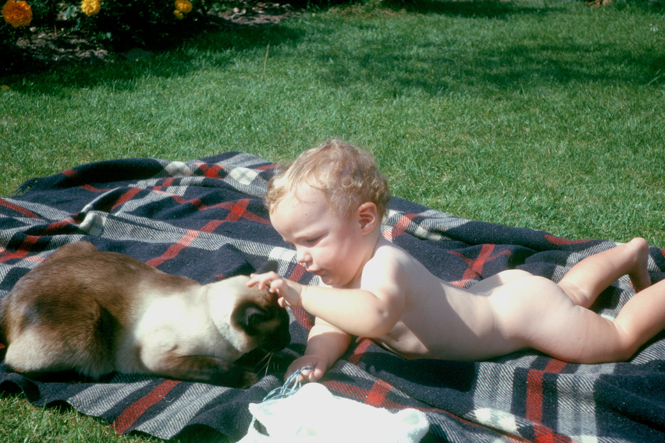 6400816s June 1964 - Simon with Simba, who was quite patient with him in spite of being a pedigree Siamese cat!