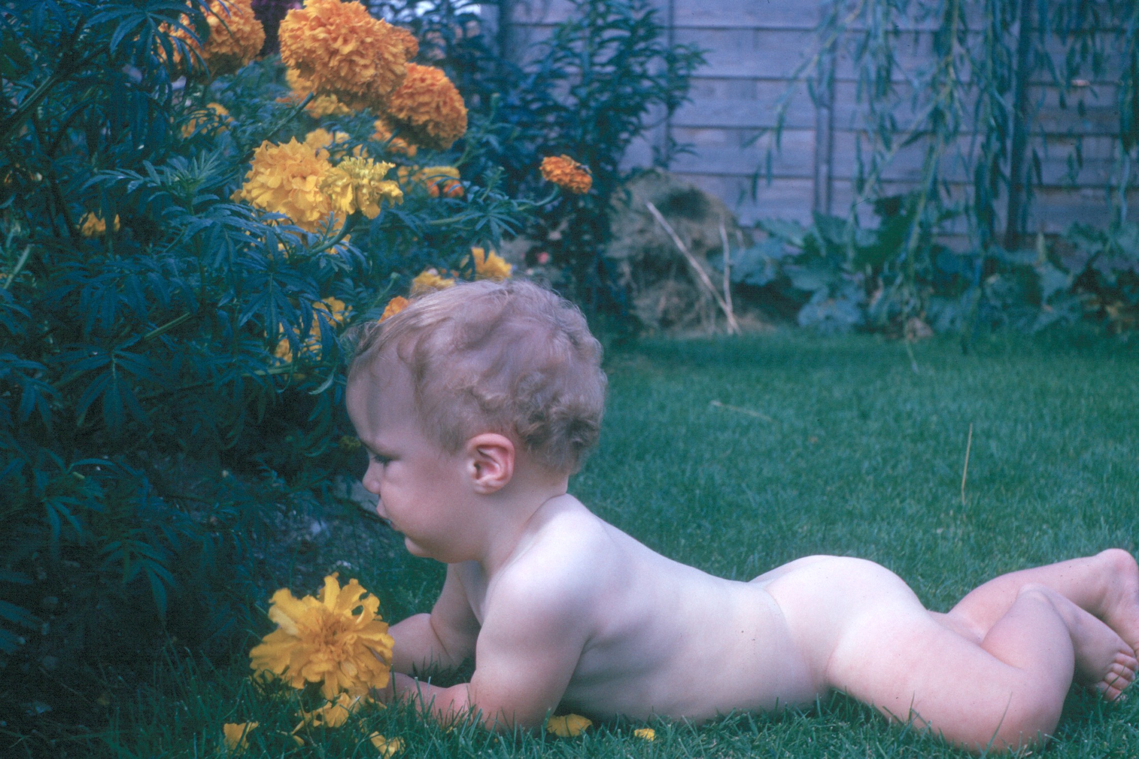 6400819s June 1964 - Simon investigates the flowers!