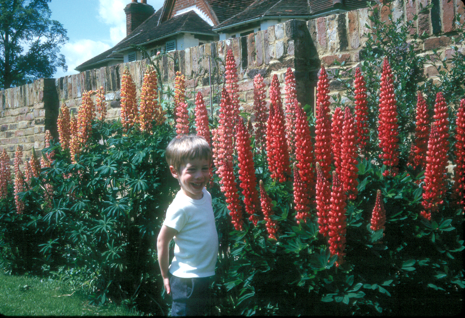 6801729k Summer 1968 - Jonathan with the lupins in our garden at Bracknell.