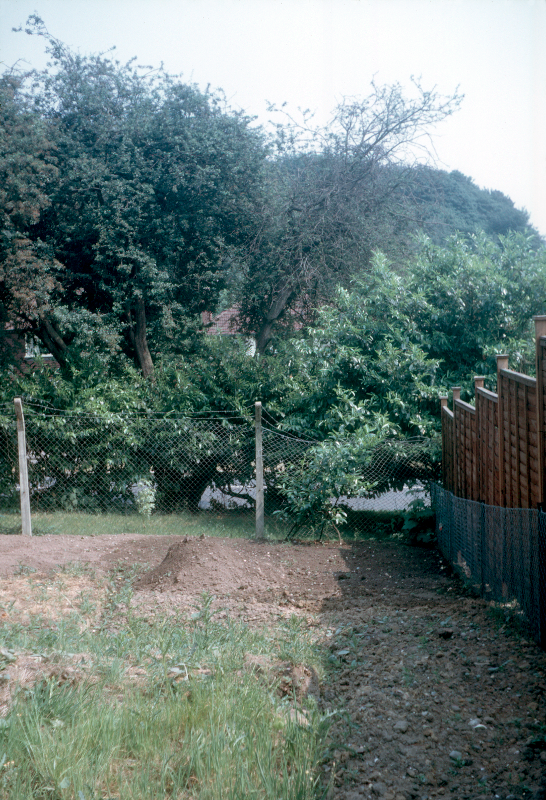 7001929k May 1970 - When our next door neighbours put up a fence, they didn't bother to remove their chain link fencing!