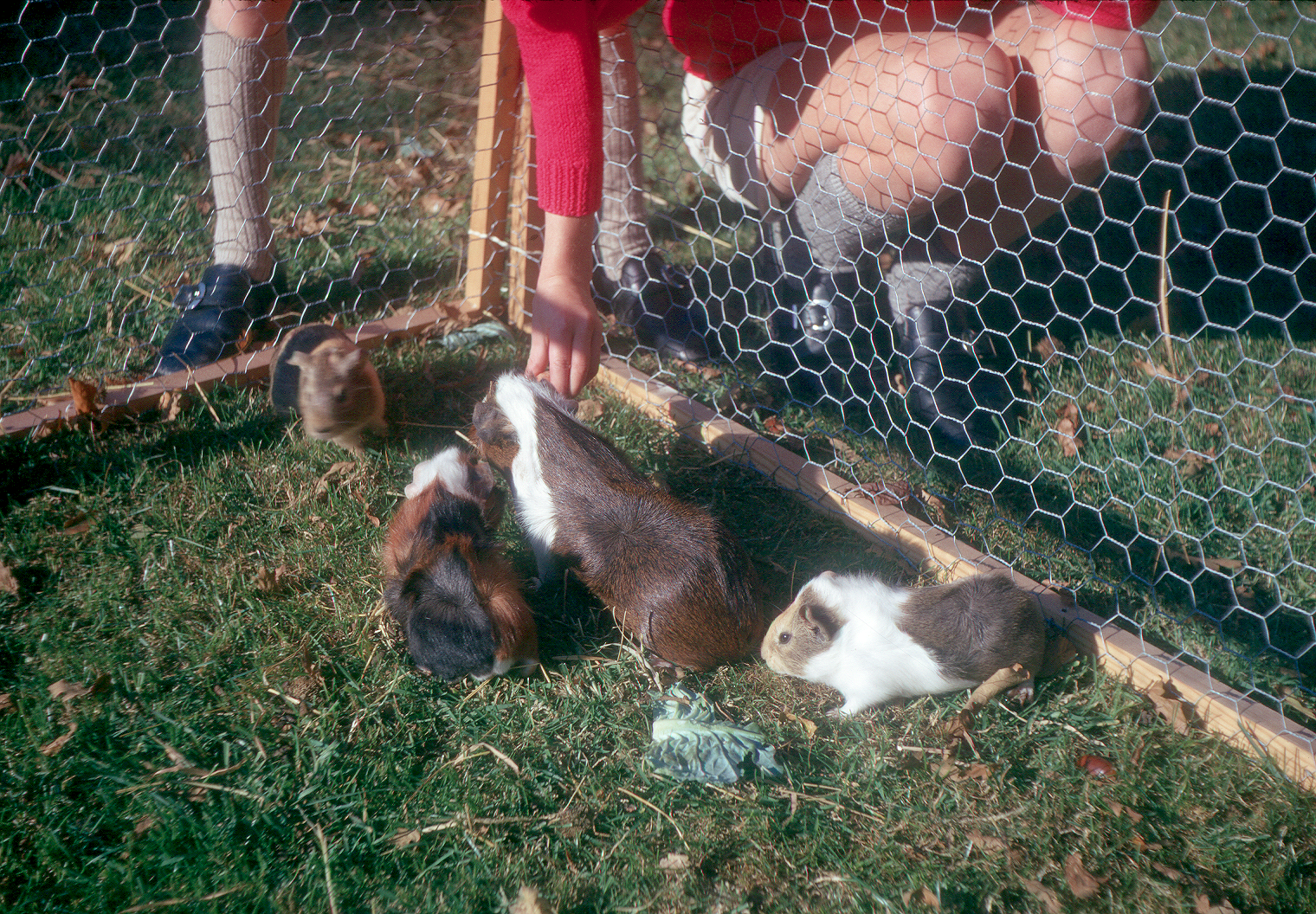7102232k October 1971 - Ginnie and three of her four piglets! We didn't know she was pregnant when Elizabeth bought her.