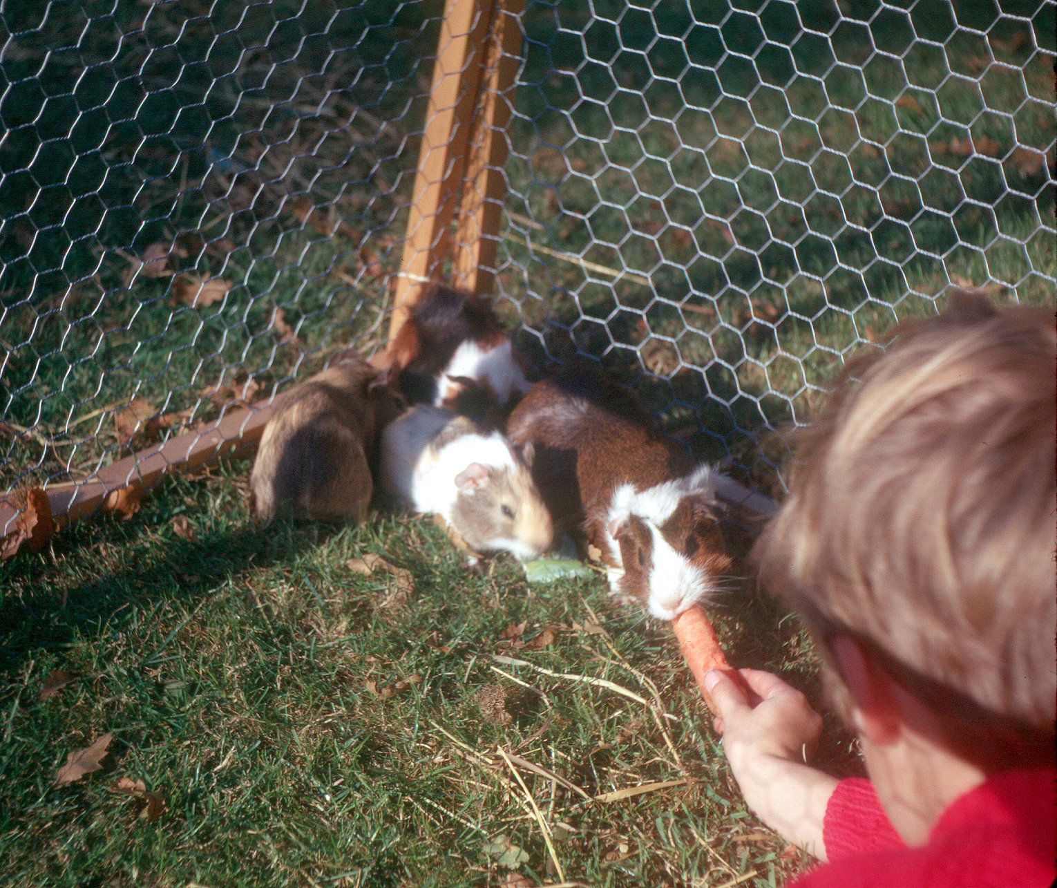 7102237k October 1971 - Jon feeding the guinea pigs.