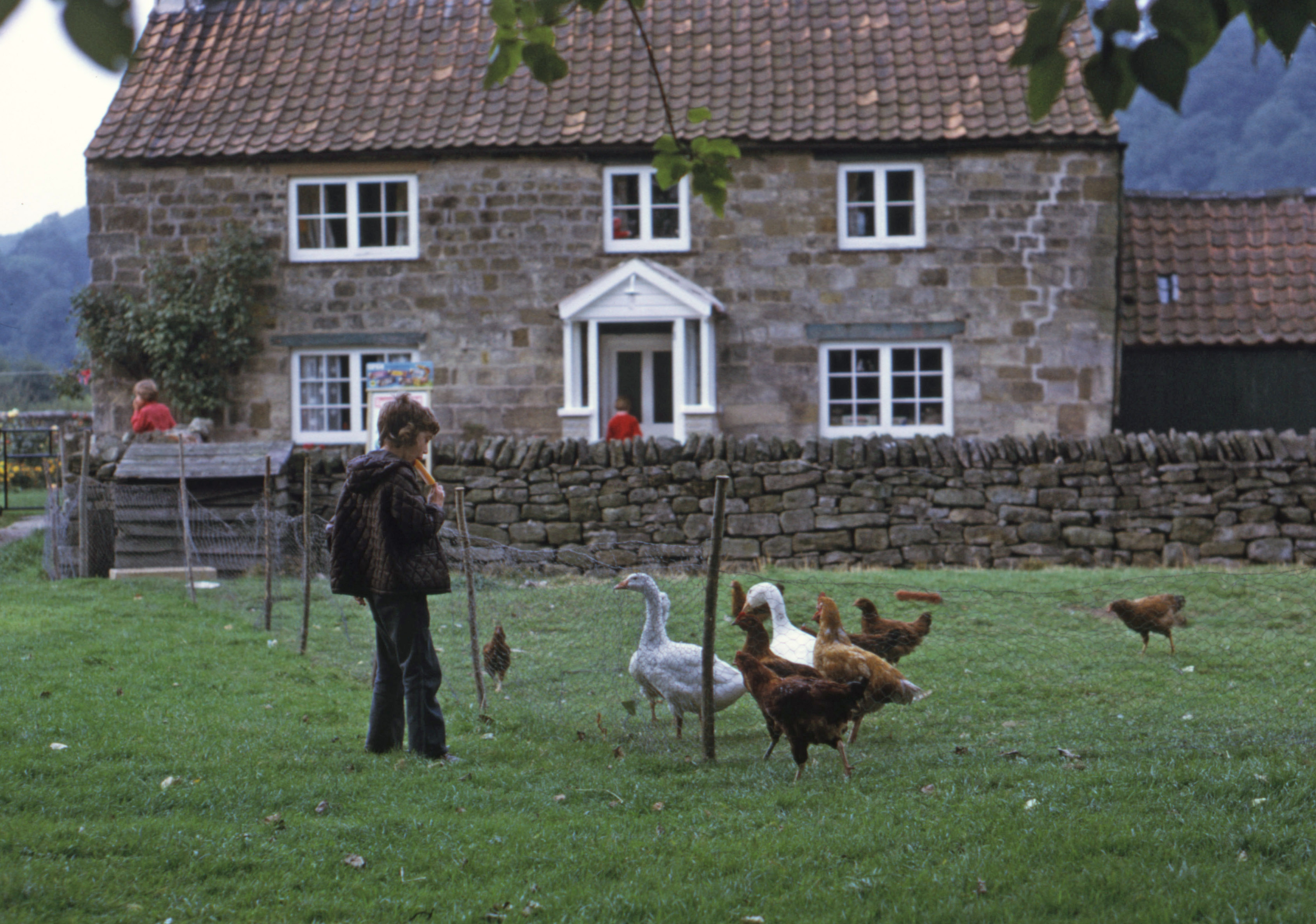 7404505 August 1974 - Jon examining the geese and chickens.
