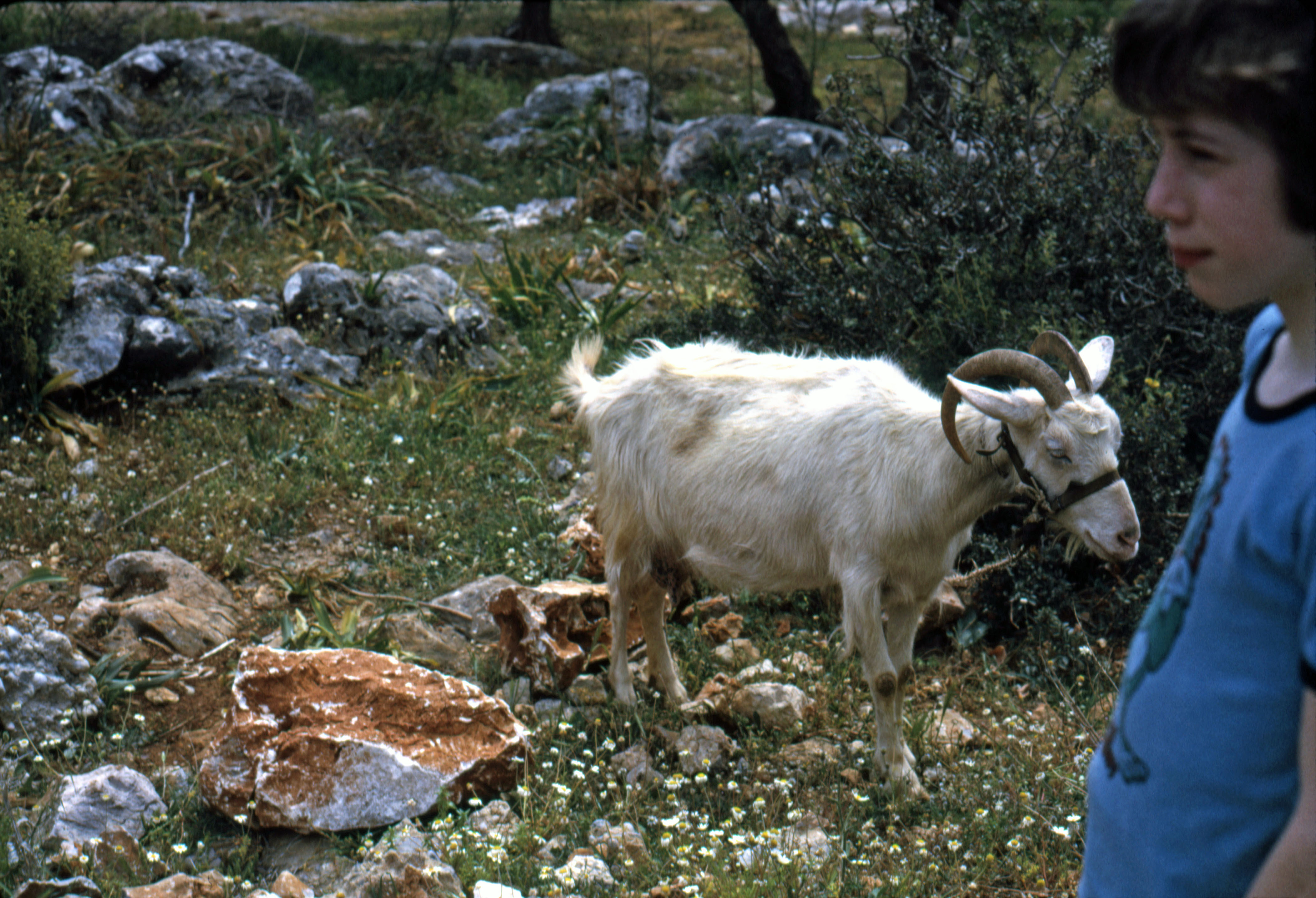 7504804 April 1975 - Goat