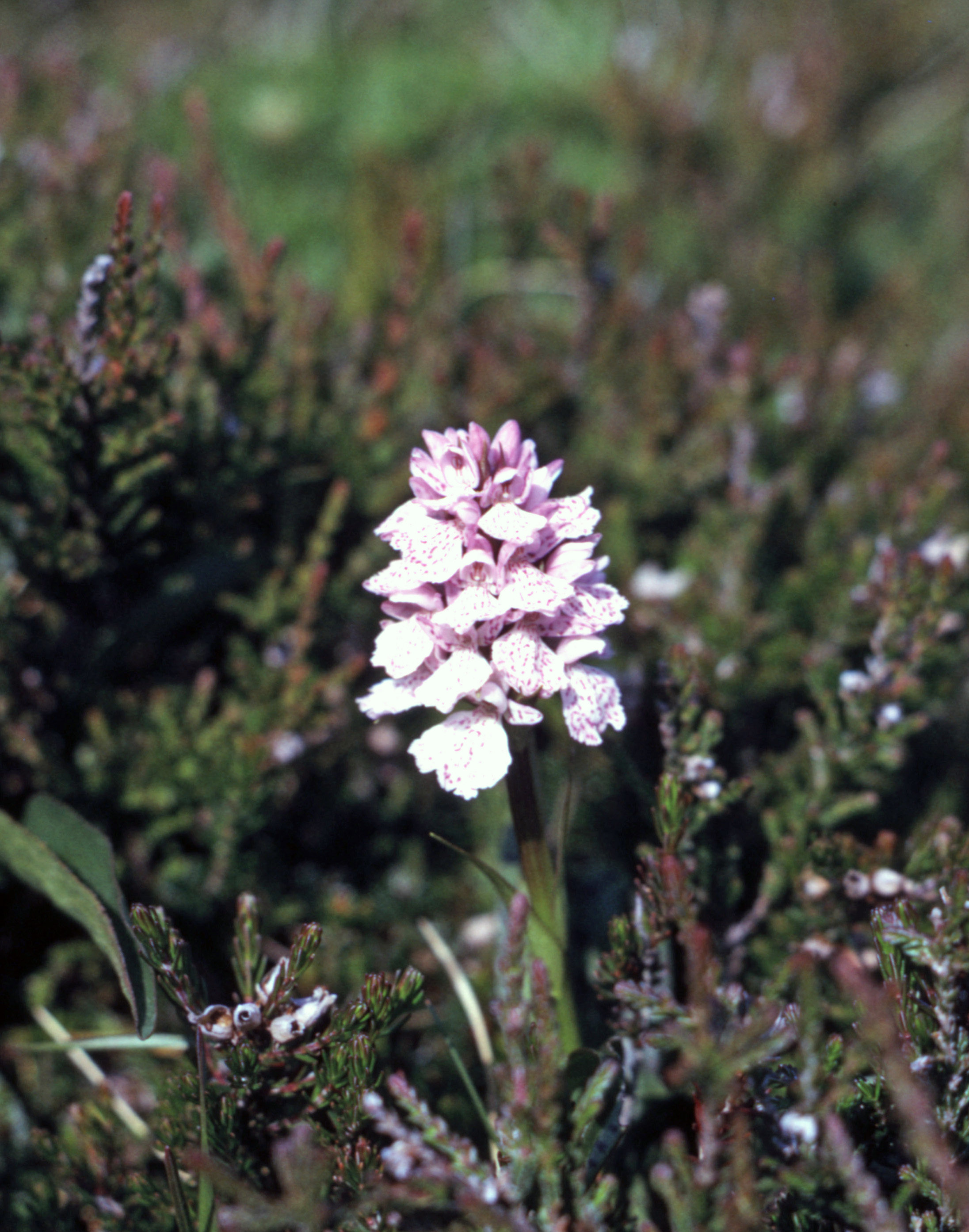 7505235 May 1975 - An orchid by the footpath.