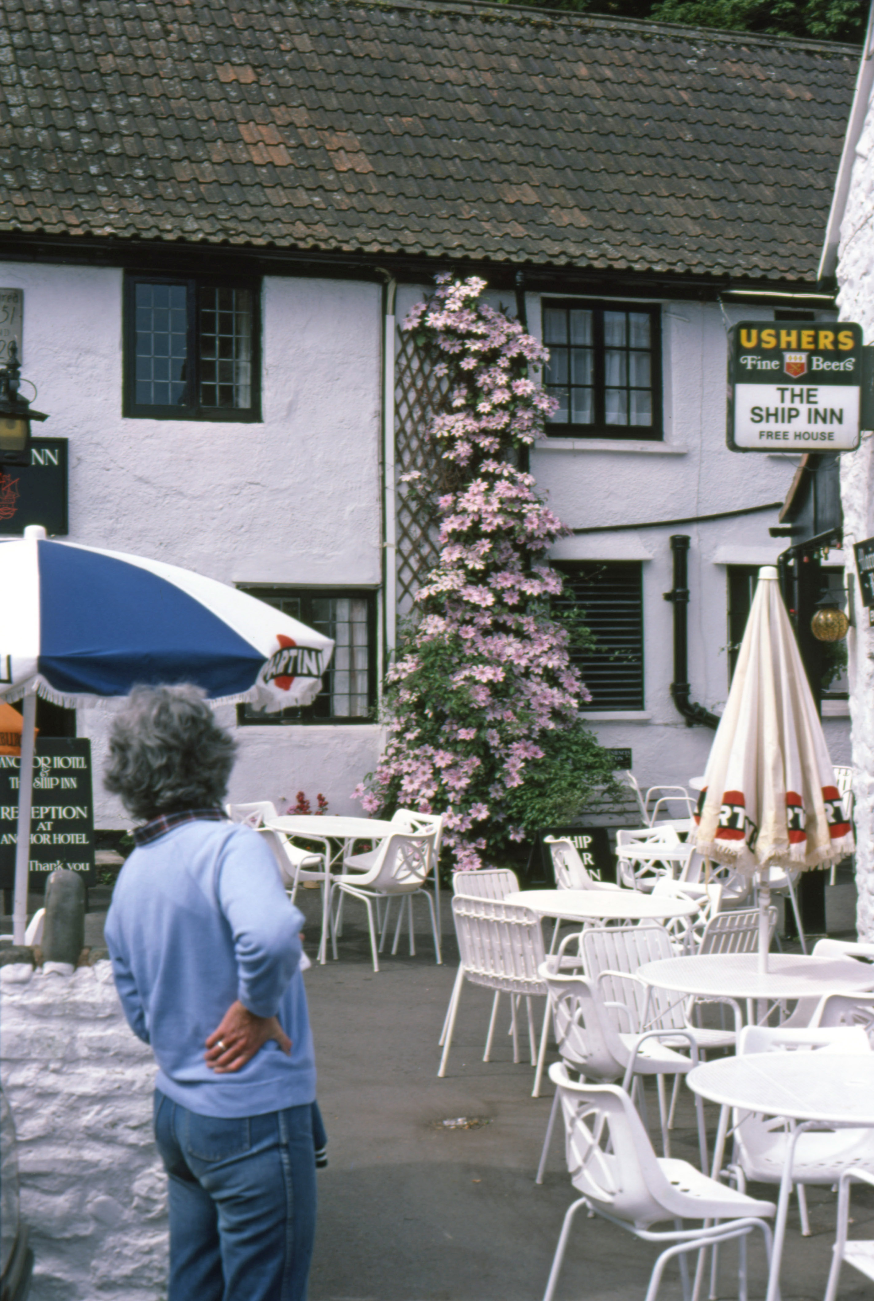 8508512 June 1985 - A beautiful Clematis we saw when on holiday on Exmoor. From the last colour slide film I took.
