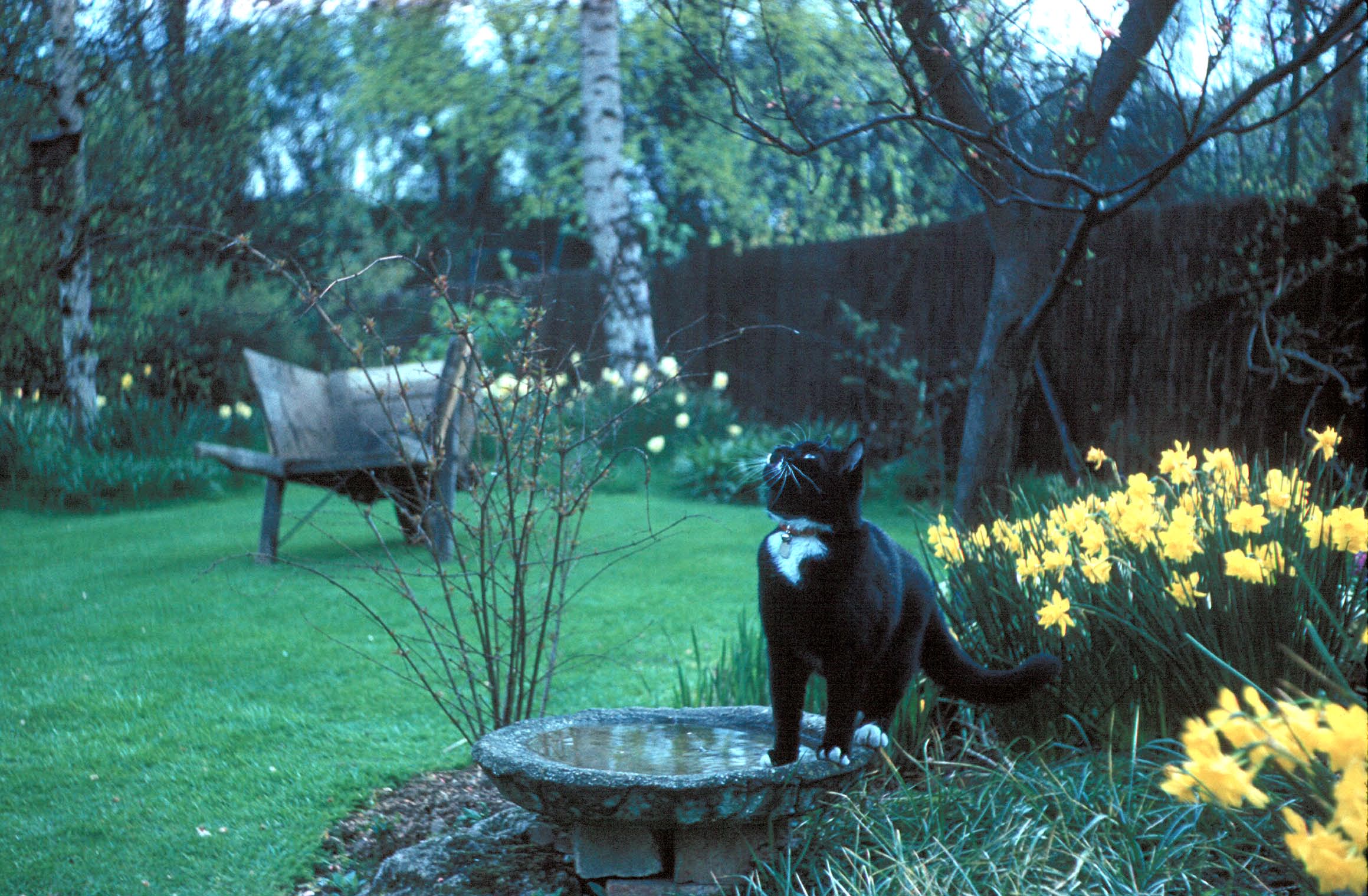 April 1960 Koshka in the garden at Hampton